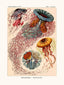 Discomedusae
