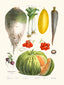 Vegetables N8