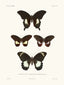 Butterflies - The Shell