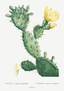 Cactus - jaune
