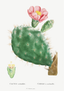 Cactus - rose
