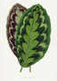 Calathea