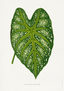 Caladium Mirabile