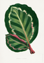Maranta Illustris
