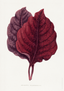 Amarantus Melancholicus