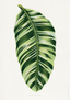Musa Vittata