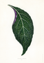 Adelaster