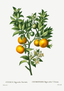 Citronier