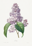 Lilas - violet