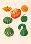 Courges