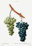 Vignes