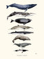 Baleen whales