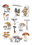 Mushrooms