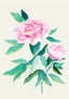 Watercolor - Peony