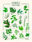 Plantes aromatiques