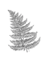 Athyrium